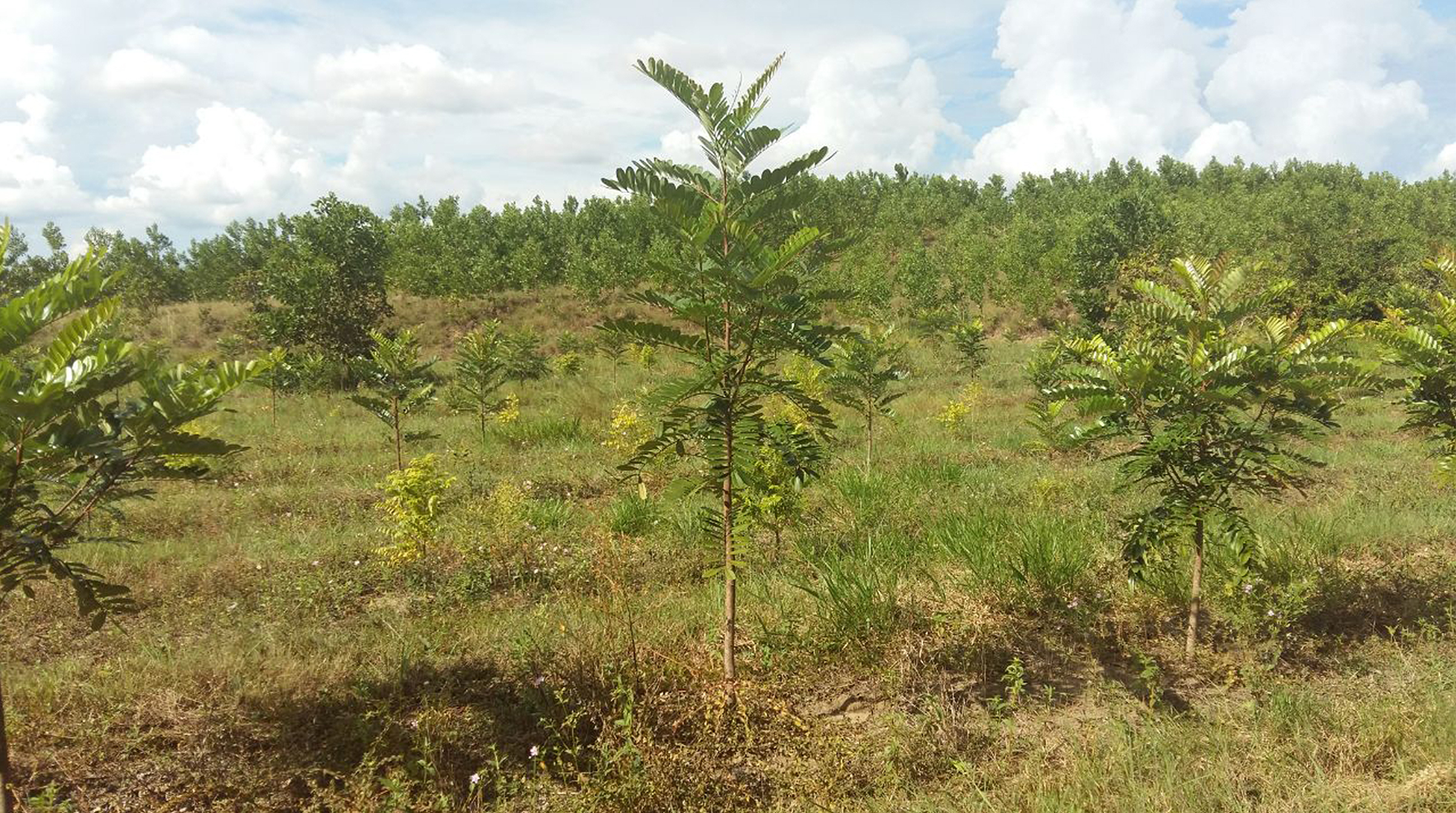 Los proyectos de compensación posibilitan a los importadores de combustible la compensación de una parte de sus importaciones