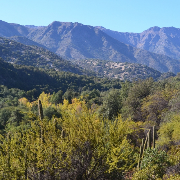 Bosque mediterráneo