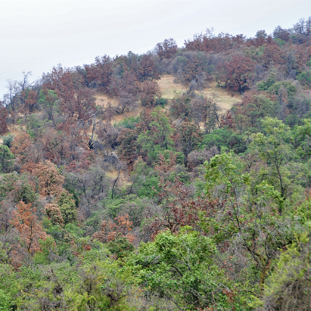APL Forestal, Región de Valparaíso