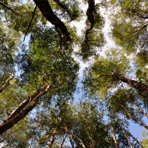 Clúster Bosques Nativos de la Araucanía