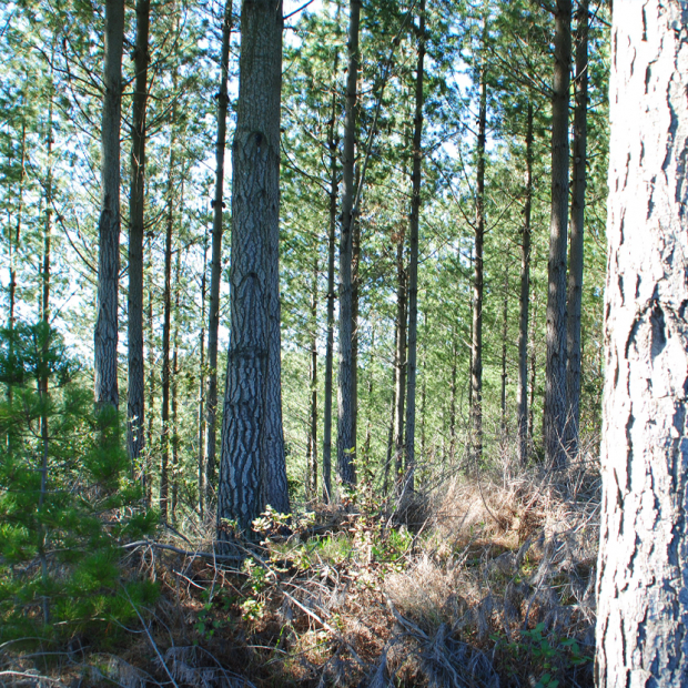 Plan de Ordenación CEF Tanumé, Región de O´Higgins