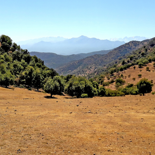 Plan de Ordenación para Bosque Nativo, Región de O´Higgins