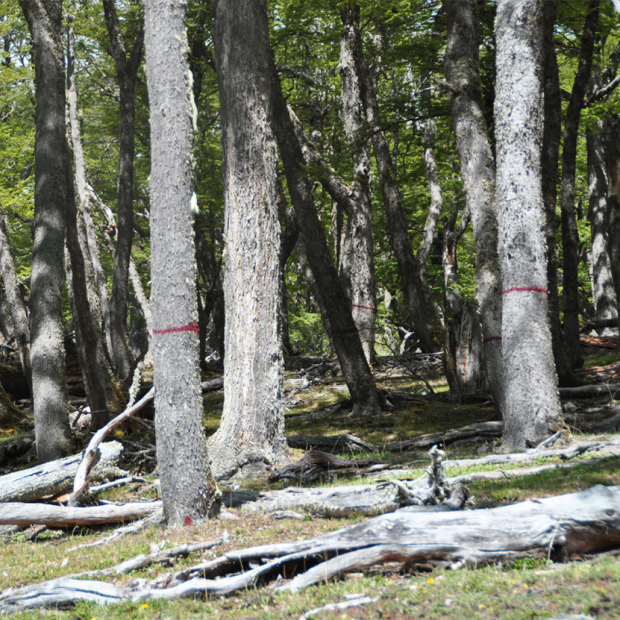 Nuevo Modelo de Fomento Forestal