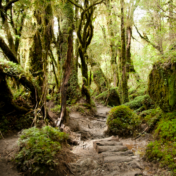 Queulat Nationalpark-Chile